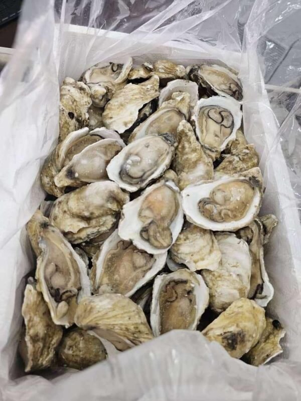 Halfshelf Oyster #生蚝 L size
